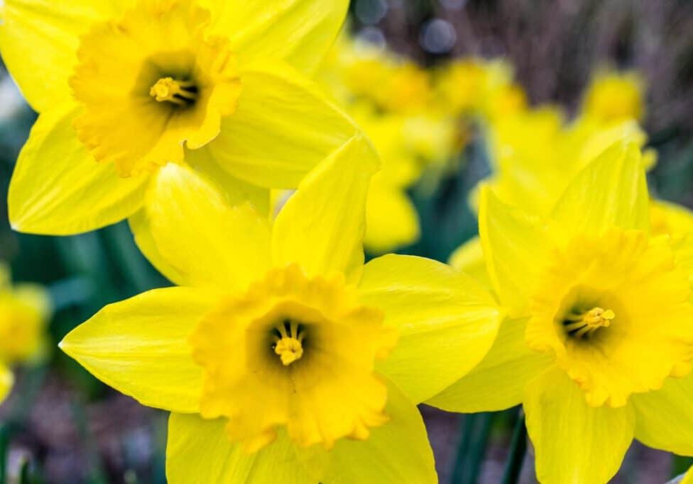 pexels-hilary-halliwell-1031413
